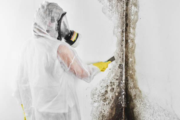 Best Fast Mold Removal  in Cedar Grove, WI