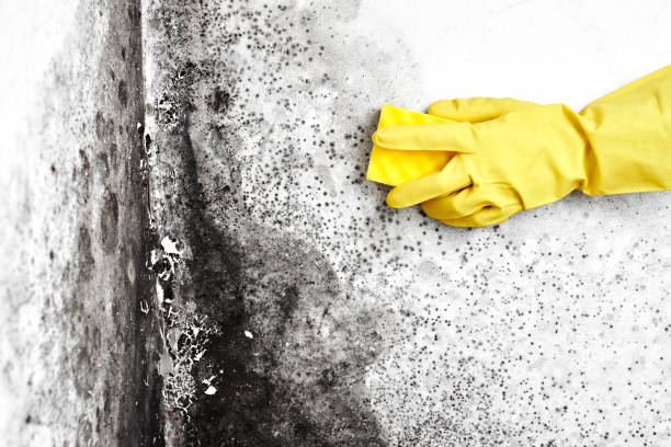 Best Crawl Space Mold Removal  in Cedar Grove, WI