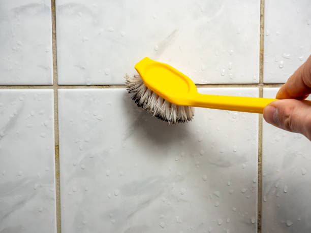 Best Mold Damage Repair  in Cedar Grove, WI