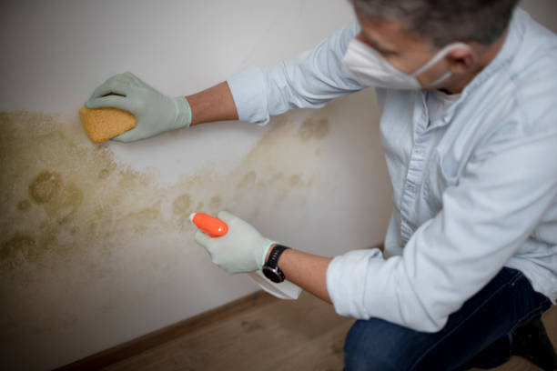 Best Local Mold Removal Service  in Cedar Grove, WI