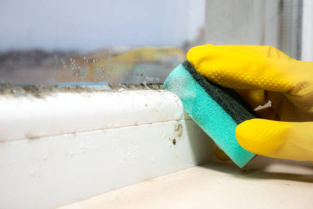 Best Mold Cleaning Services  in Cedar Grove, WI