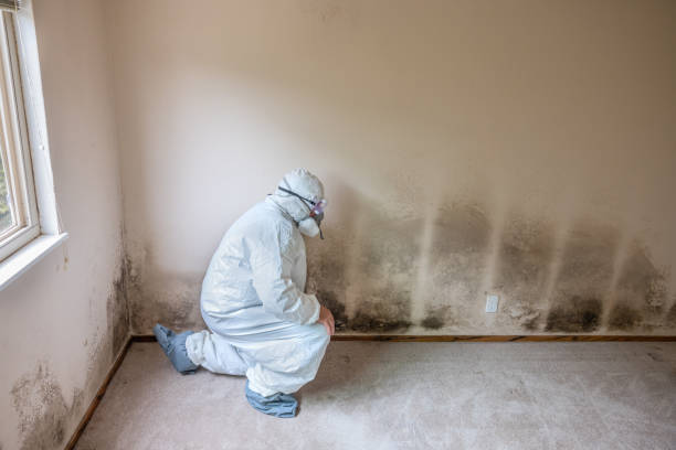 Attic Mold Removal in Cedar Grove, WI