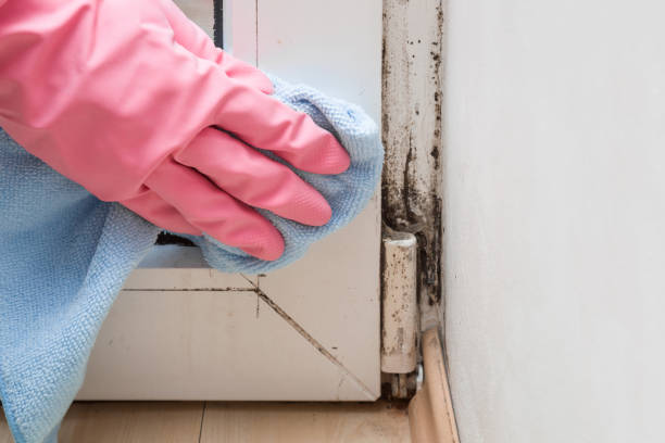 Best Office Mold Removal Services  in Cedar Grove, WI